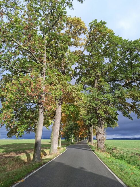 Pojďme společně hlasovat pro broumovské aleje!