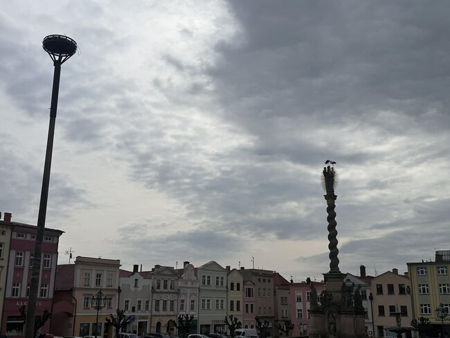 Na Broumovsko se vrátili čápi. Návrat do hnízd přináší překvapení i dramata