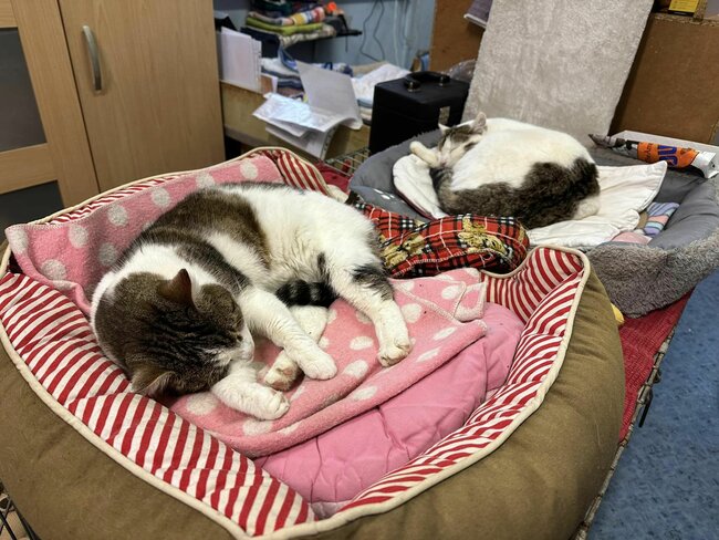 Vánoční běh pro opuštěná zvířata