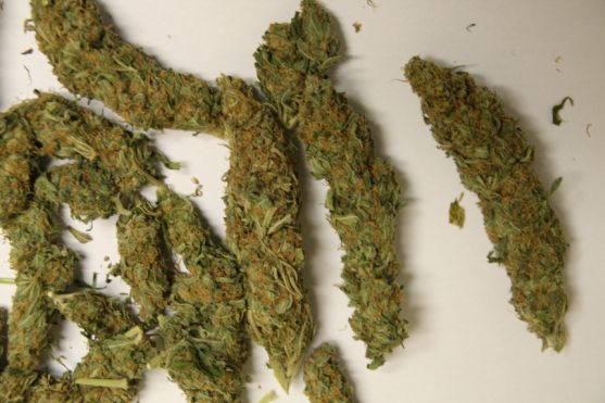 Celníci zadrželi přes pět kilogramů marihuany