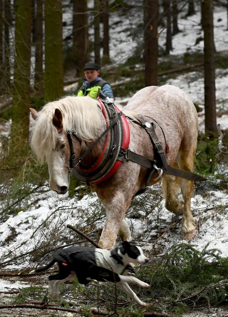Spoléhám sám na sebe a svého koně, říká Jan Vlach