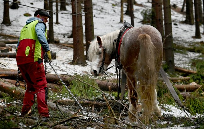 Spoléhám sám na sebe a svého koně, říká Jan Vlach