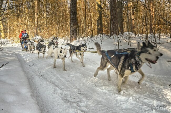 Janovičky ožijí zimními závody psích spřežení