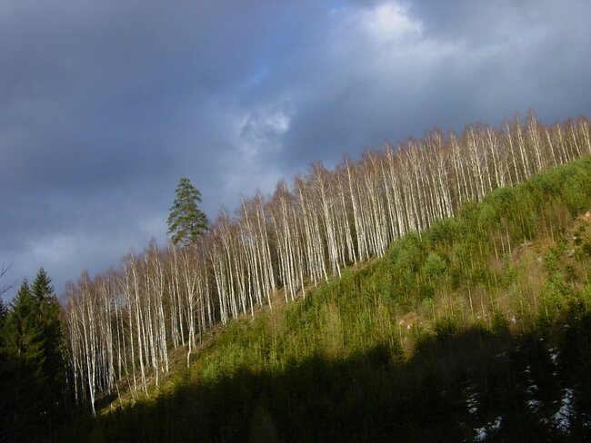 Tvář lesa bude barevnější    