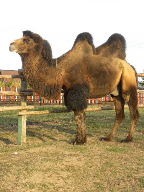 Farma Wenet uvítá pomoc. Staňte se adoptivním rodičem zvířat! 