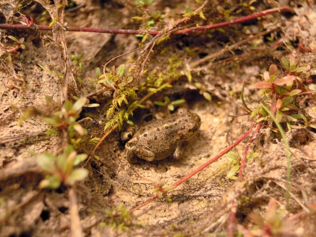 Většina žab si pamatuje, kde se narodila