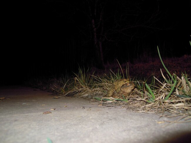 Většina žab si pamatuje, kde se narodila