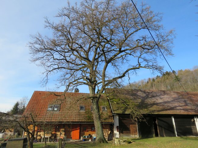 Velmi starých stromů je zapotřebí si vážit