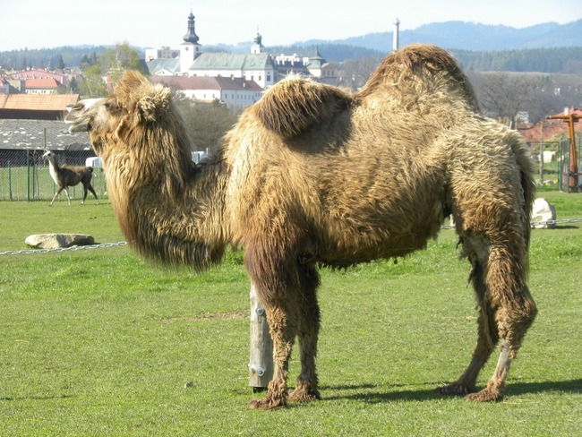 Farma Wenet uvítá pomoc. Staňte se adoptivním rodičem zvířat! 