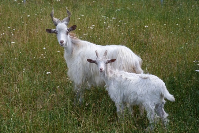 Farma Wenet uvítá pomoc. Staňte se adoptivním rodičem zvířat! 