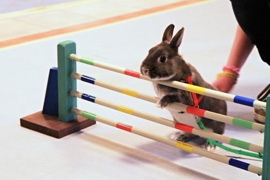 Sportovní disciplína Králičí hop bude mít své závody v Broumově
