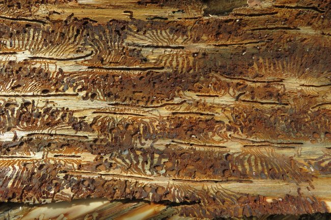 Rozsah kalamity ovlivní i letošní zima