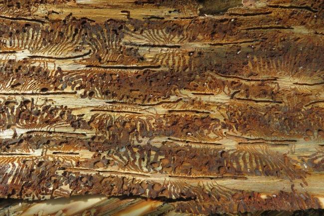 Pro těžbu kůrovcem napadených stromů na Ostaši jsou stanoveny přísné podmínky 
