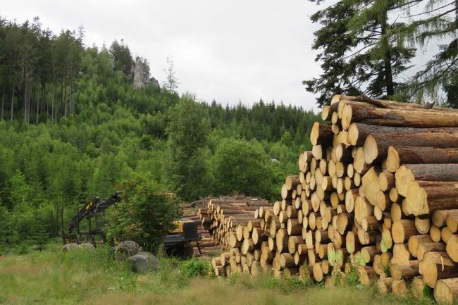 Pro těžbu kůrovcem napadených stromů na Ostaši jsou stanoveny přísné podmínky 