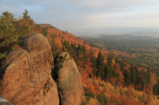 Tvář lesa bude barevnější    