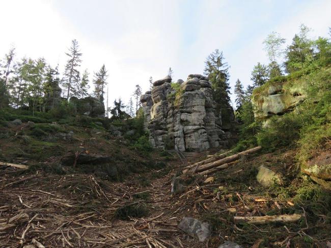 Pro těžbu kůrovcem napadených stromů na Ostaši jsou stanoveny přísné podmínky 