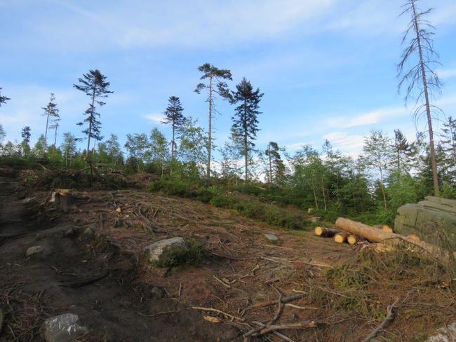 Pro těžbu kůrovcem napadených stromů na Ostaši jsou stanoveny přísné podmínky 