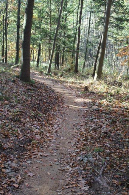 SDMB pokračuje v přípravě Singltreku Javoří hory