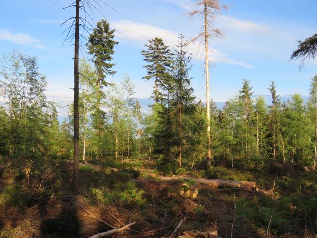 Pro těžbu kůrovcem napadených stromů na Ostaši jsou stanoveny přísné podmínky 