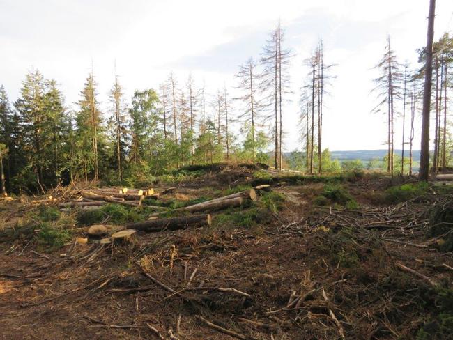 Pro těžbu kůrovcem napadených stromů na Ostaši jsou stanoveny přísné podmínky 