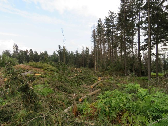 Rozsah kalamity ovlivní i letošní zima