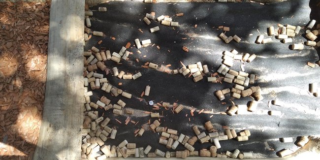 Bosonohou stezkou Pellyho parkem