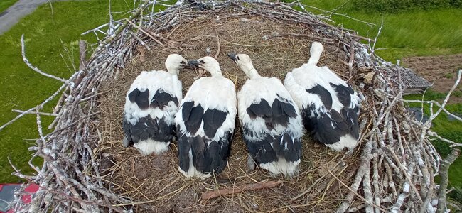 Broumov je čapí unikát