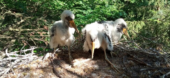 Broumov je čapí unikát