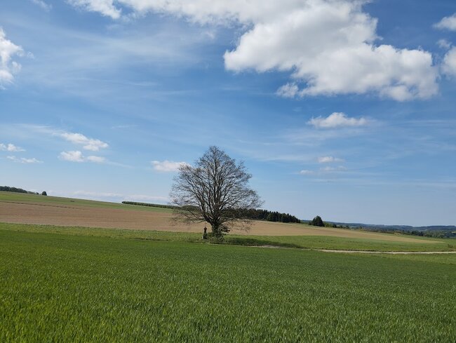 Ve stopách barokního mariánského kultu