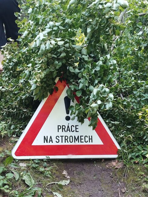U hřbitova v Martínkovicích někdo otrávil staré lípy