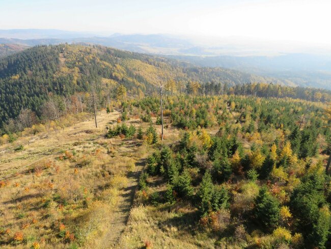 Tvář lesa bude barevnější    