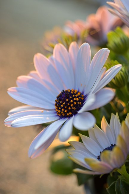 Když jde fotografie ze srdce