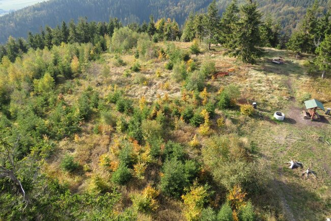 Tvář lesa bude barevnější    