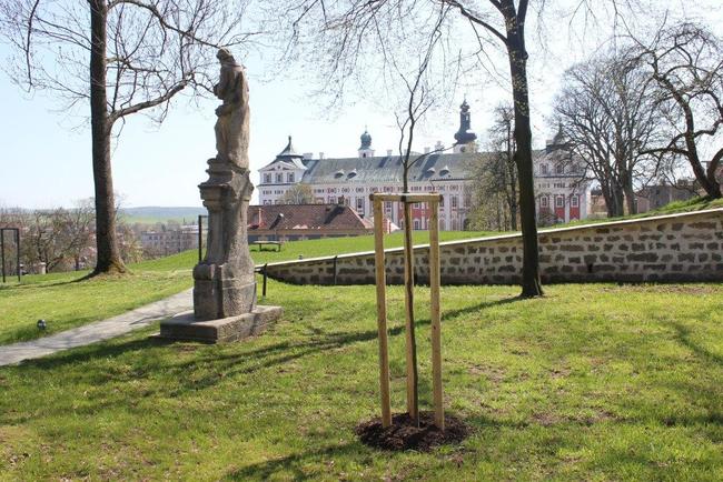 V klášterní zahradě byl zasazen nový vzácný strom Dřezovec trojtrnný