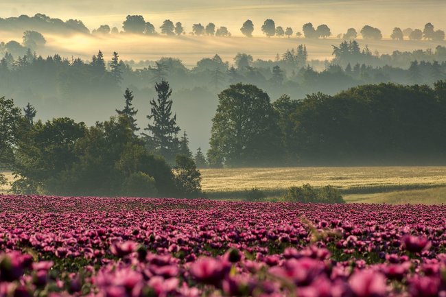 Když jde fotografie ze srdce