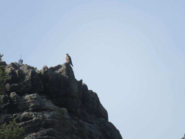 Pozorování hnízdění sokola stěhovavého v Teplických skalách 
