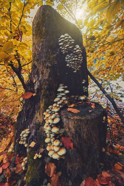 Když jde fotografie ze srdce