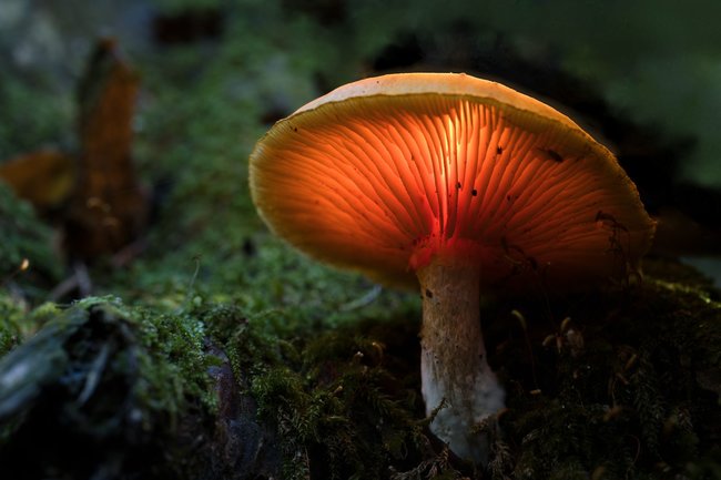 Když jde fotografie ze srdce