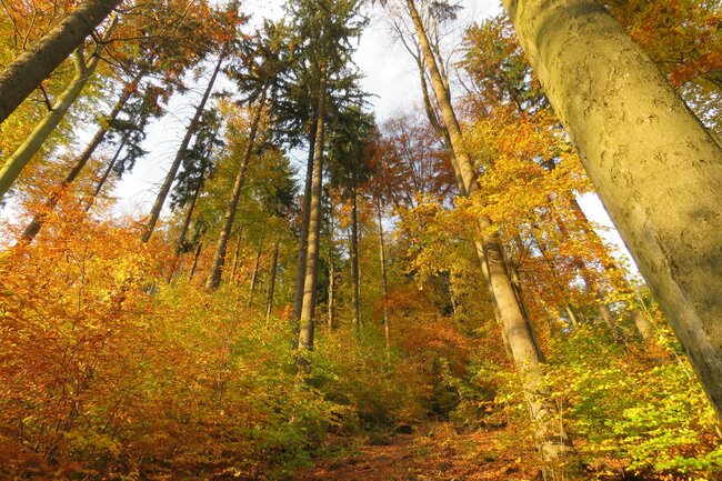 Tvář lesa bude barevnější    
