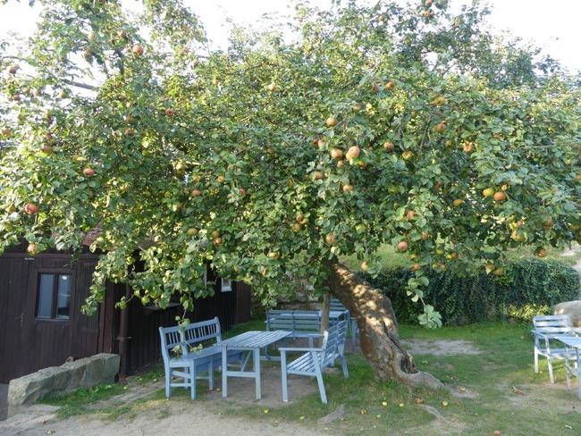 Bude jabloň u Lidmanů z Machova Stromem roku? Stovky štrúdlů mohou rozhodnout 