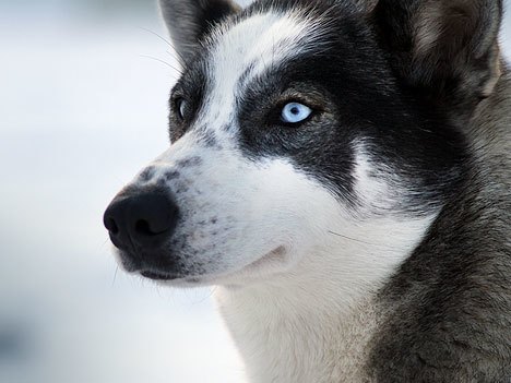 Aktualizováno: Musheři o víkendu ovládli Janovičky u Broumova 