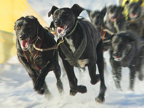 Aktualizováno: Musheři o víkendu ovládli Janovičky u Broumova 