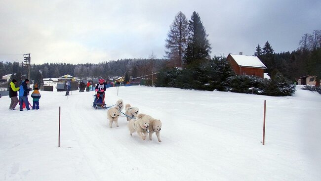 Psí závody na Janovičkách jsou zrušené, setkání musherů zůstává