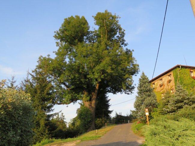 Velmi starých stromů je zapotřebí si vážit