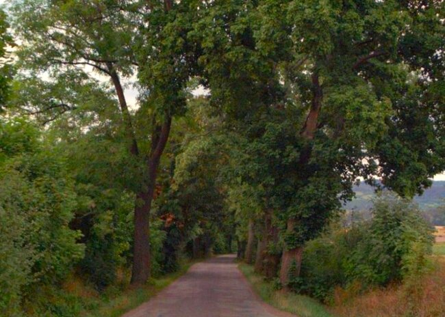 Pojďme společně hlasovat pro broumovské aleje!