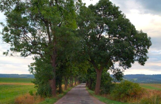 Pojďme společně hlasovat pro broumovské aleje!