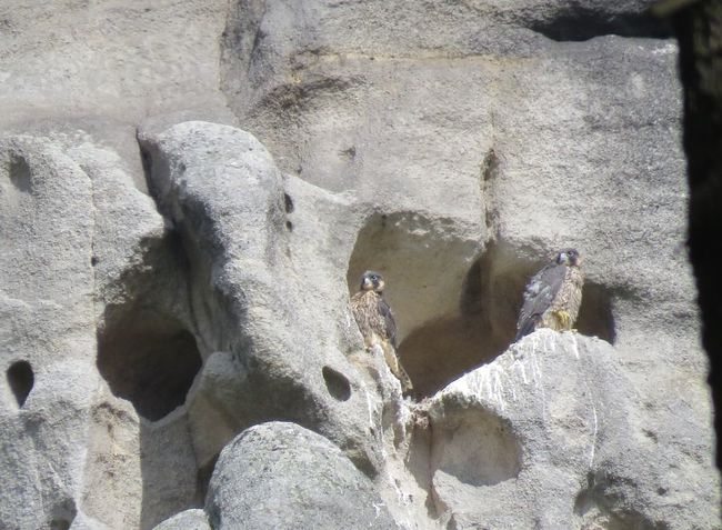 Sokoli na Ostaši těsně před vylétnutím z hnízda, na Frýdlantskou vyhlídku zkratkou! 