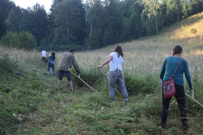 V Heřmánkovicích se koná kosení orchidejové louky