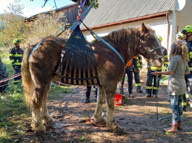 Kůň Lancek z Božanova se díky hasičům i sousedské pomoci znovu postavil na nohy
