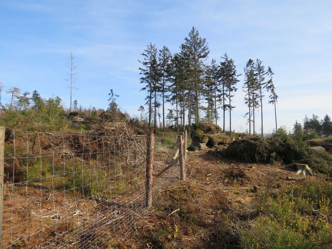 Rozsah kalamity ovlivní i letošní zima